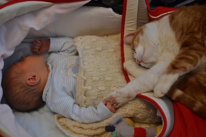 Фотография: Очаровательные фотографии, доказывающие, что вашему ребенку нужен кот №24 - BigPicture.ru