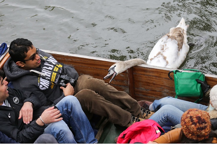 Фотография: Гадкие лебеди №8 - BigPicture.ru