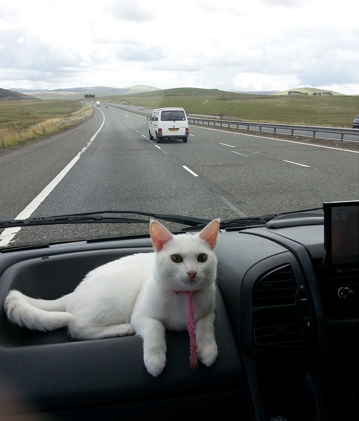 Фотография: Кошка, путешествующая со своими хозяевами №2 - BigPicture.ru
