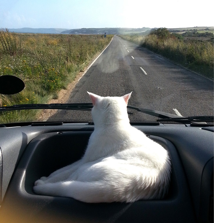 Фотография: Кошка, путешествующая со своими хозяевами №4 - BigPicture.ru