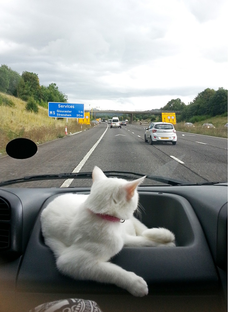 Фотография: Кошка, путешествующая со своими хозяевами №16 - BigPicture.ru