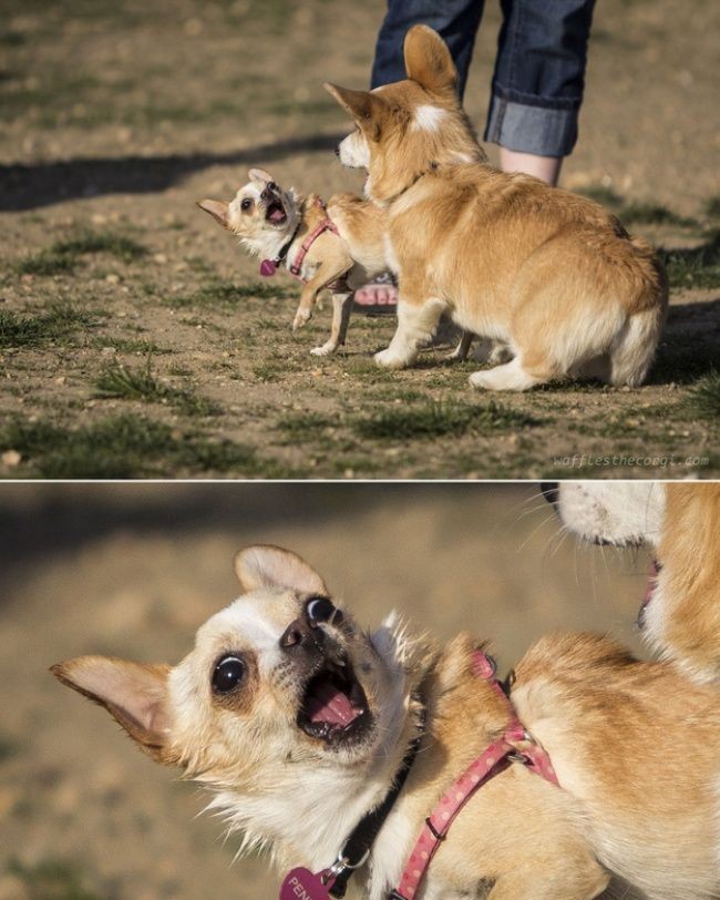Фотография: Уморительные собаки в шоке от происходящего №8 - BigPicture.ru