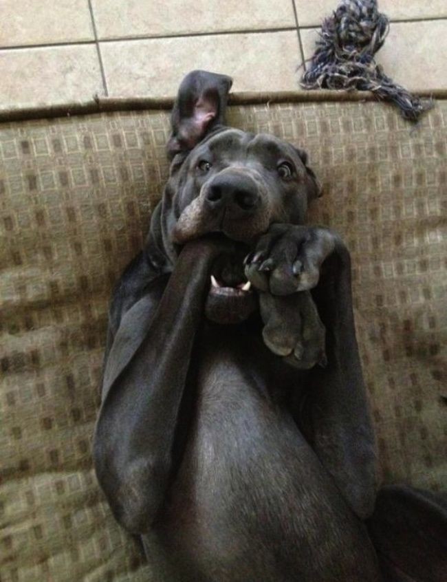 Фотография: Уморительные собаки в шоке от происходящего №17 - BigPicture.ru