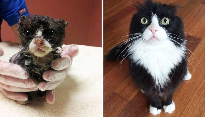 Фотография: Выжившие кошки, которых спасли и полюбили: до и после №2 - BigPicture.ru