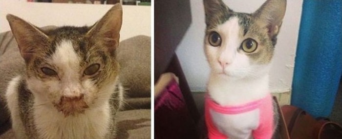 Фотография: Выжившие кошки, которых спасли и полюбили: до и после №3 - BigPicture.ru