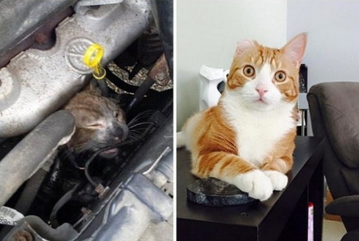 Фотография: Выжившие кошки, которых спасли и полюбили: до и после №4 - BigPicture.ru