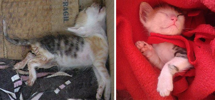 Фотография: Выжившие кошки, которых спасли и полюбили: до и после №5 - BigPicture.ru