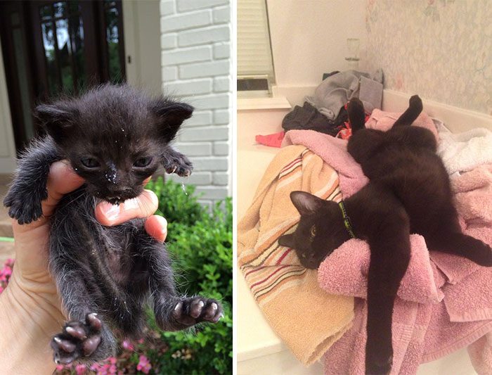 Фотография: Выжившие кошки, которых спасли и полюбили: до и после №7 - BigPicture.ru