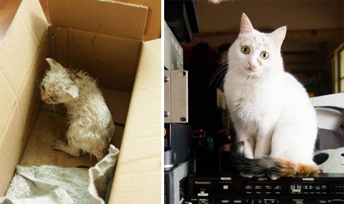 Фотография: Выжившие кошки, которых спасли и полюбили: до и после №9 - BigPicture.ru