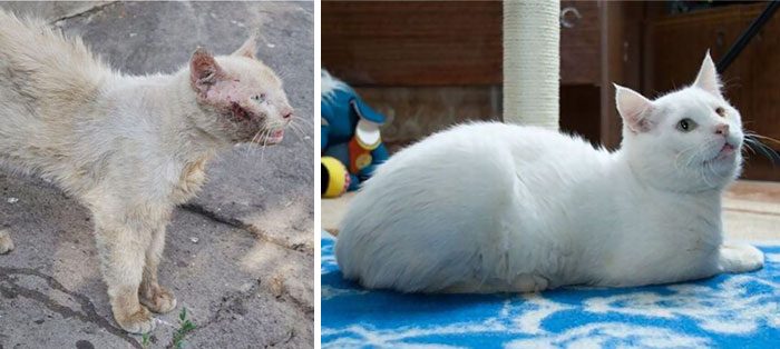 Фотография: Выжившие кошки, которых спасли и полюбили: до и после №10 - BigPicture.ru