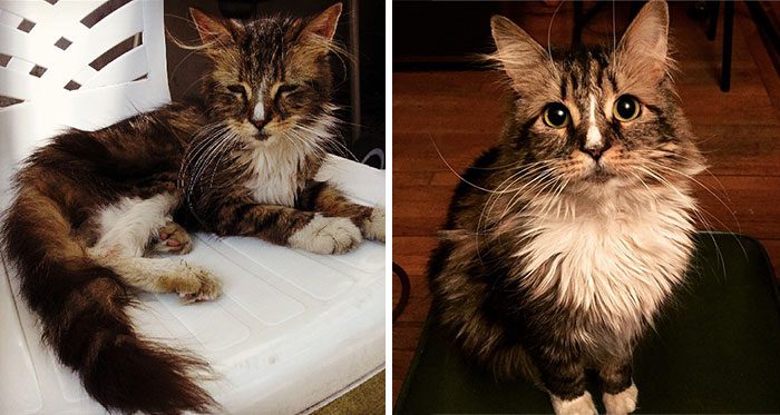Фотография: Выжившие кошки, которых спасли и полюбили: до и после №12 - BigPicture.ru