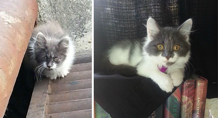 Фотография: Выжившие кошки, которых спасли и полюбили: до и после №13 - BigPicture.ru