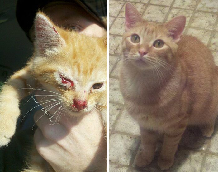 Фотография: Выжившие кошки, которых спасли и полюбили: до и после №14 - BigPicture.ru