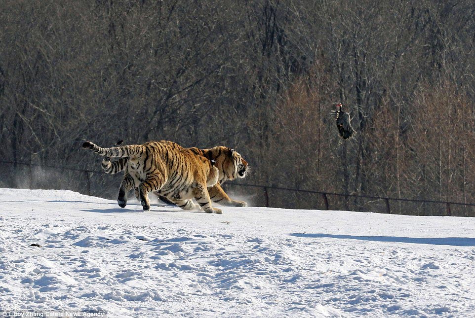 Фотография: Эпичное падение тигра в результате неудачной попытки поймать птицу №2 - BigPicture.ru