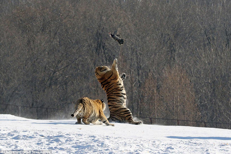Фотография: Эпичное падение тигра в результате неудачной попытки поймать птицу №4 - BigPicture.ru