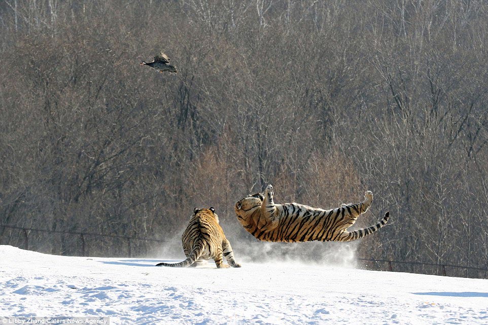 Фотография: Эпичное падение тигра в результате неудачной попытки поймать птицу №5 - BigPicture.ru