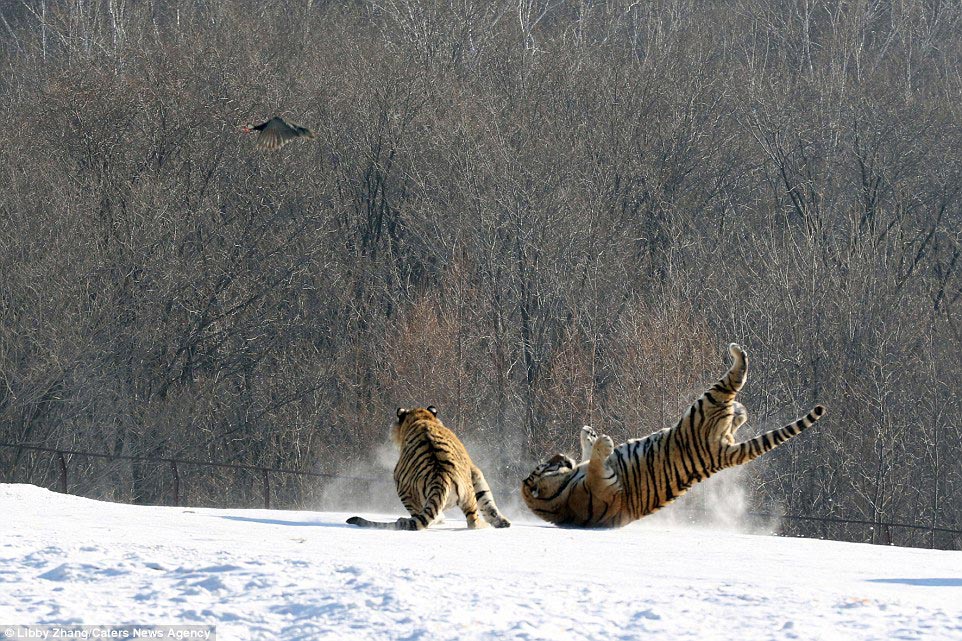 Фотография: Эпичное падение тигра в результате неудачной попытки поймать птицу №6 - BigPicture.ru