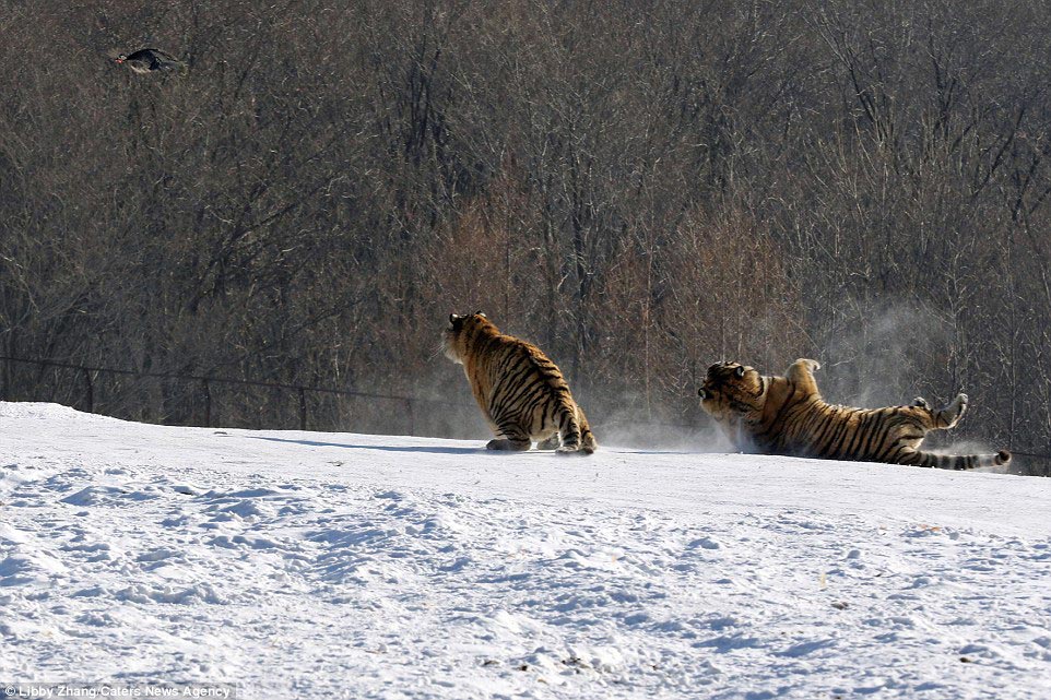Фотография: Эпичное падение тигра в результате неудачной попытки поймать птицу №7 - BigPicture.ru