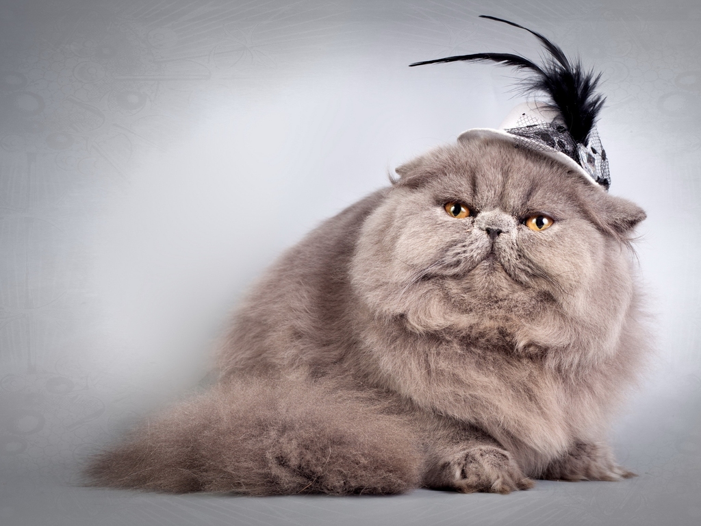 Фотография: 30 причин обменять жену на кошку №3 - BigPicture.ru
