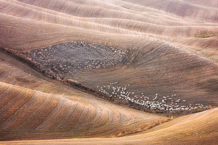 Фотография: Потрясающая фотоохота на овец в Тоскане №12 - BigPicture.ru