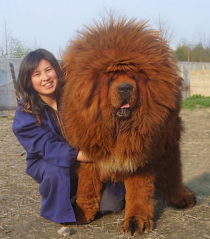 Фотография: 20 больших собак, которые понятия не имеют, насколько огромны №6 - BigPicture.ru