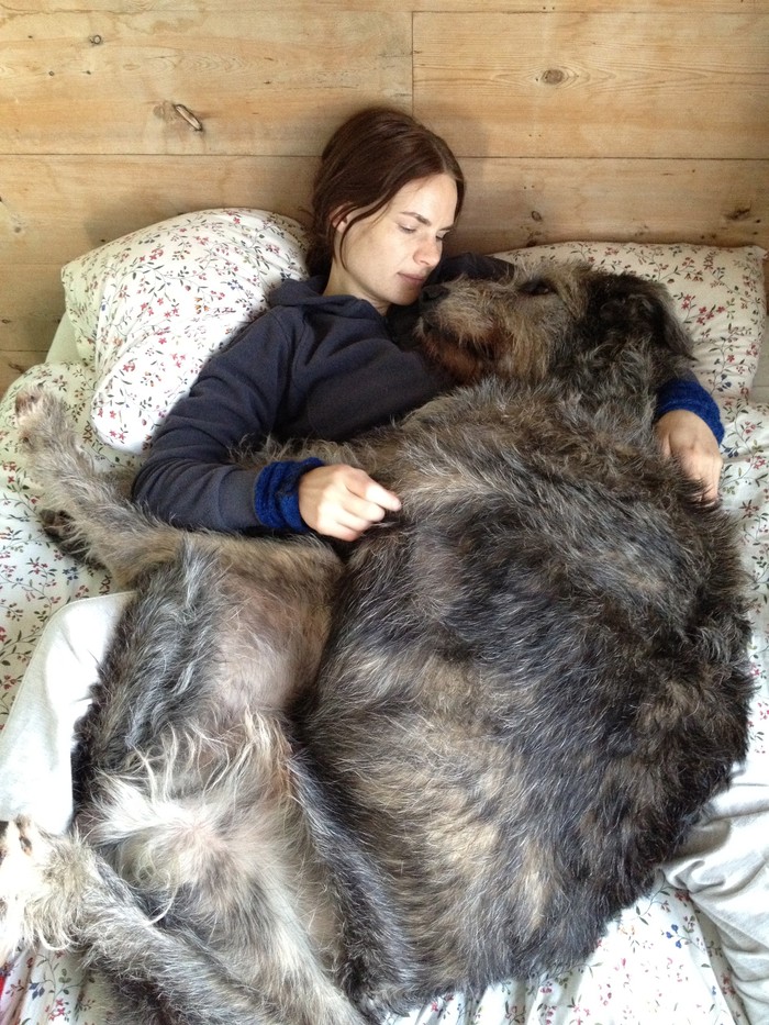 Фотография: 20 больших собак, которые понятия не имеют, насколько огромны №8 - BigPicture.ru