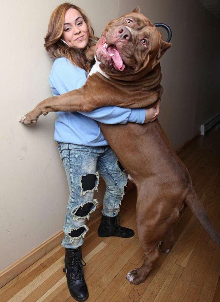 Фотография: 20 больших собак, которые понятия не имеют, насколько огромны №9 - BigPicture.ru