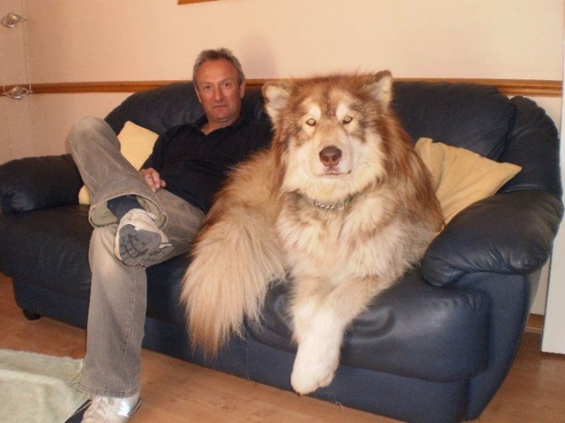 Фотография: 20 больших собак, которые понятия не имеют, насколько огромны №12 - BigPicture.ru