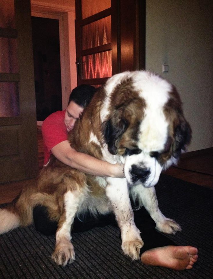 Фотография: 20 больших собак, которые понятия не имеют, насколько огромны №17 - BigPicture.ru