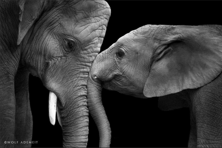 Фотография: Люби как слон №5 - BigPicture.ru