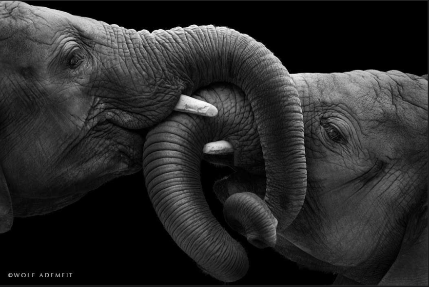 Фотография: Люби как слон №7 - BigPicture.ru