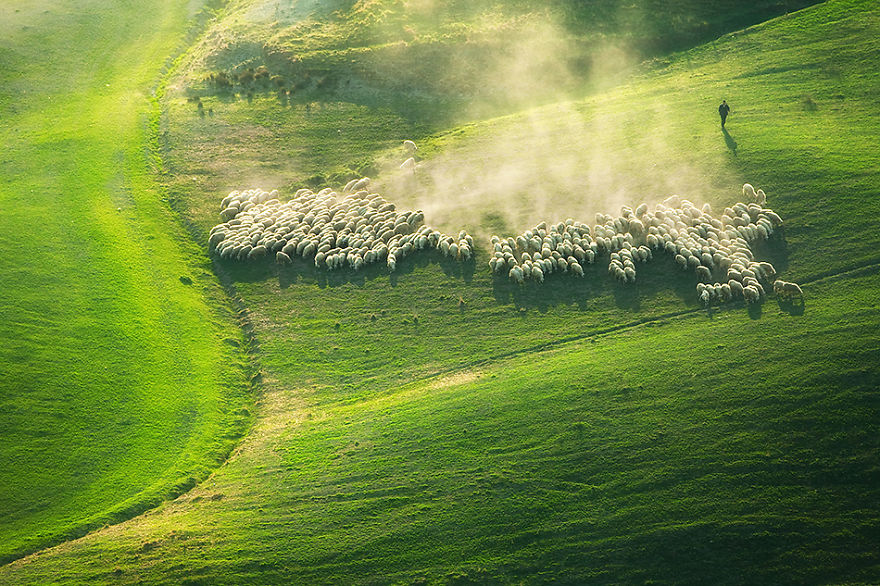Фотография: Потрясающая фотоохота на овец в Тоскане №4 - BigPicture.ru