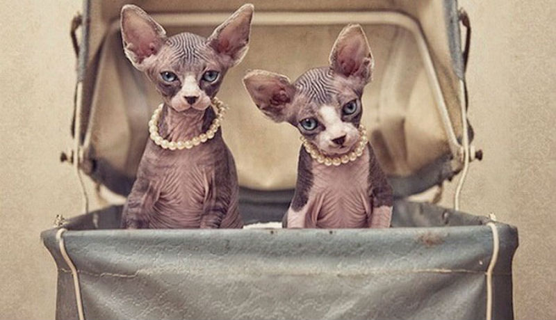 Фотография: Чудесные кошки-сфинксы на фотографиях Серены Ходсон №1 - BigPicture.ru
