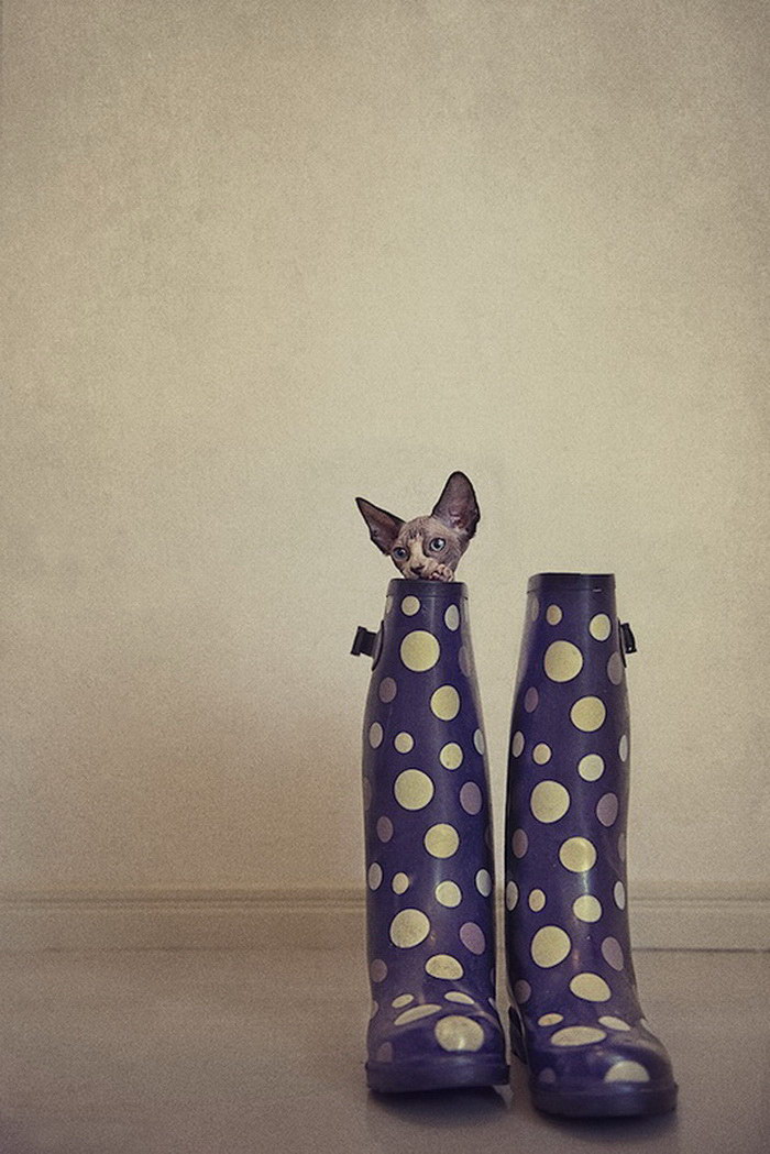 Фотография: Чудесные кошки-сфинксы на фотографиях Серены Ходсон №7 - BigPicture.ru