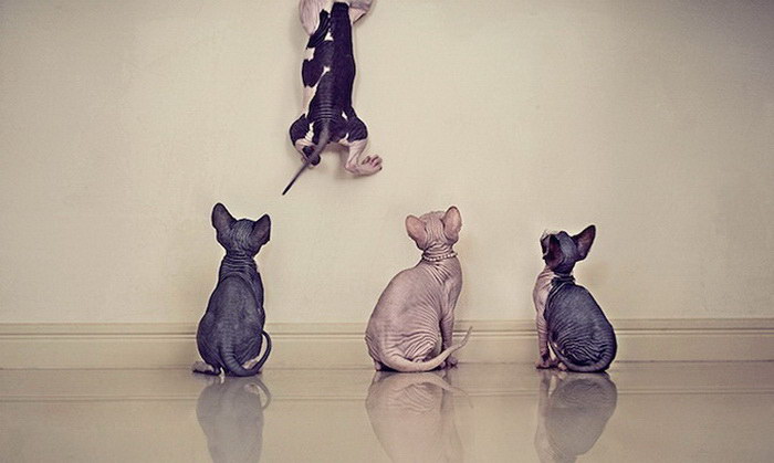 Фотография: Чудесные кошки-сфинксы на фотографиях Серены Ходсон №9 - BigPicture.ru
