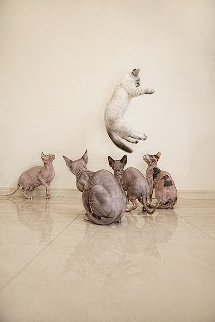 Фотография: Чудесные кошки-сфинксы на фотографиях Серены Ходсон №11 - BigPicture.ru