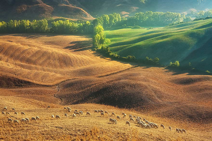 Фотография: Потрясающая фотоохота на овец в Тоскане №2 - BigPicture.ru