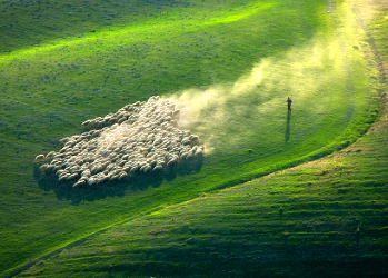 Потрясающая фотоохота на овец в Тоскане