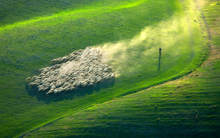 Фотография: Потрясающая фотоохота на овец в Тоскане №1 - BigPicture.ru
