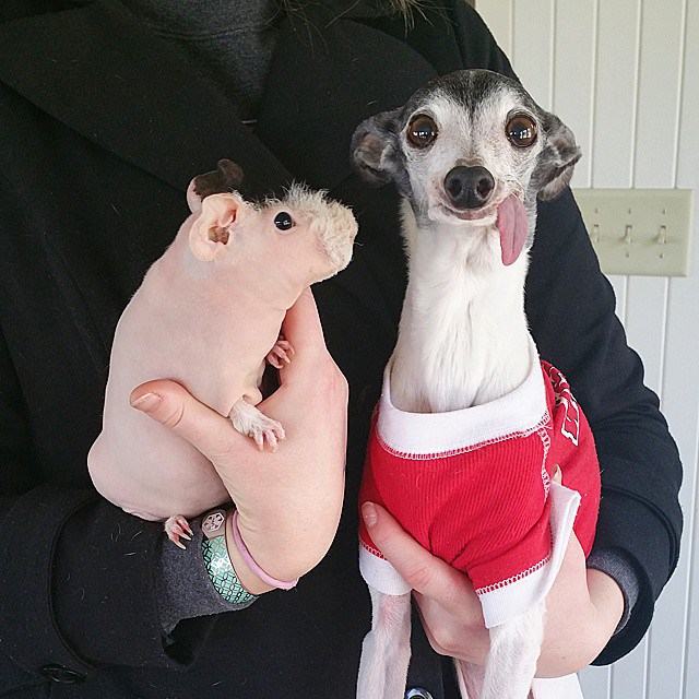 Фотография: Собака Заппа — двойник ленивца Сида из 