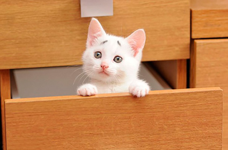 Фотография: WTF-кот: чем так удивлен этот котенок? №1 - BigPicture.ru