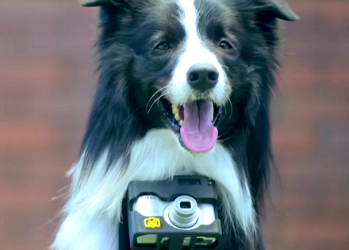 Что снял первый в мире пес-фотограф?