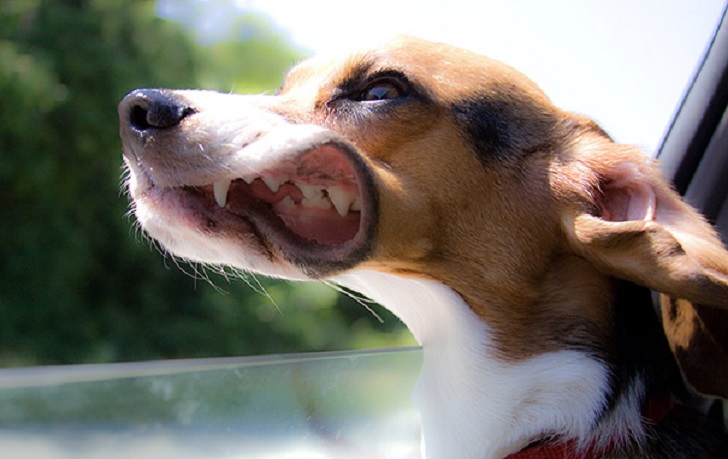 фото собак, которым в лицо бьет ветер