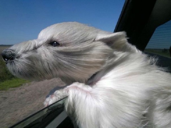 фото собак, которым в лицо бьет ветер