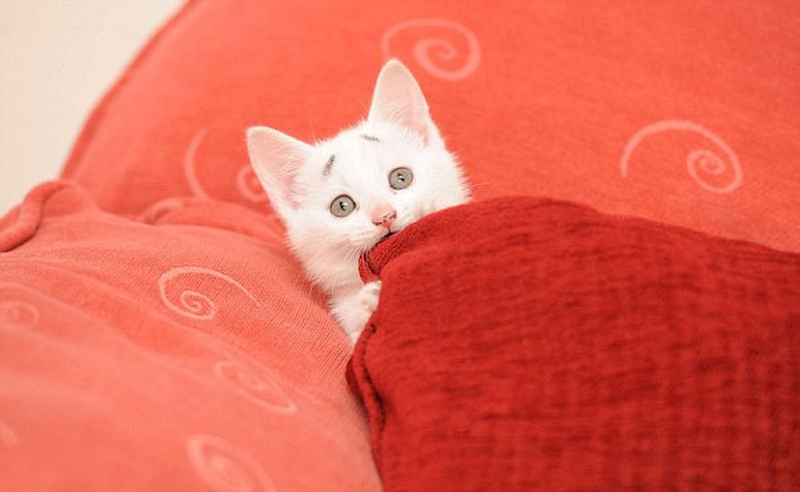 Фотография: WTF-кот: чем так удивлен этот котенок? №2 - BigPicture.ru