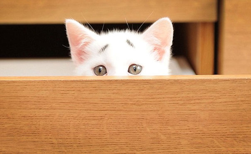 Фотография: WTF-кот: чем так удивлен этот котенок? №4 - BigPicture.ru