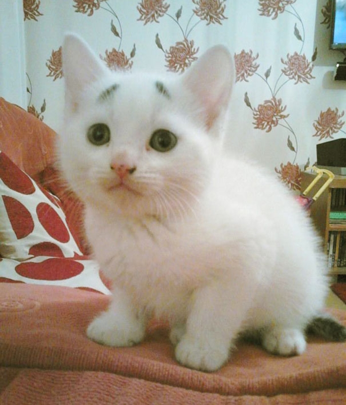Фотография: WTF-кот: чем так удивлен этот котенок? №7 - BigPicture.ru