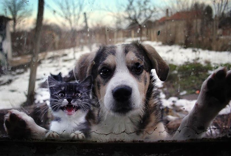 Фотография: 25 домашних животных, которые должны попасть внутрь прямо сейчас №8 - BigPicture.ru