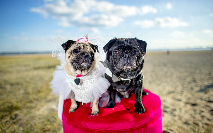 Фотография: Собачья свадьба: совет да любовь Джасмин и Джасперу №1 - BigPicture.ru