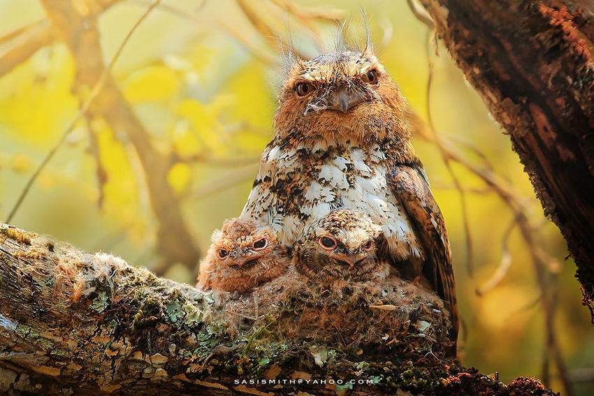 Фотография: Тайна совы №10 - BigPicture.ru